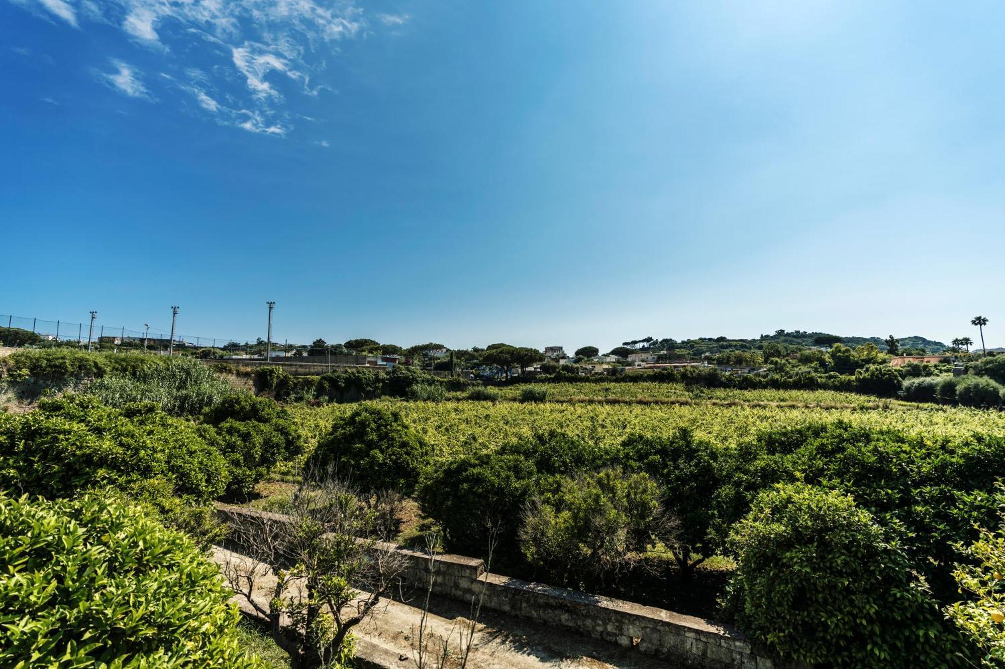 Tenuta Calitto Wine Resort E Spa Иския Екстериор снимка