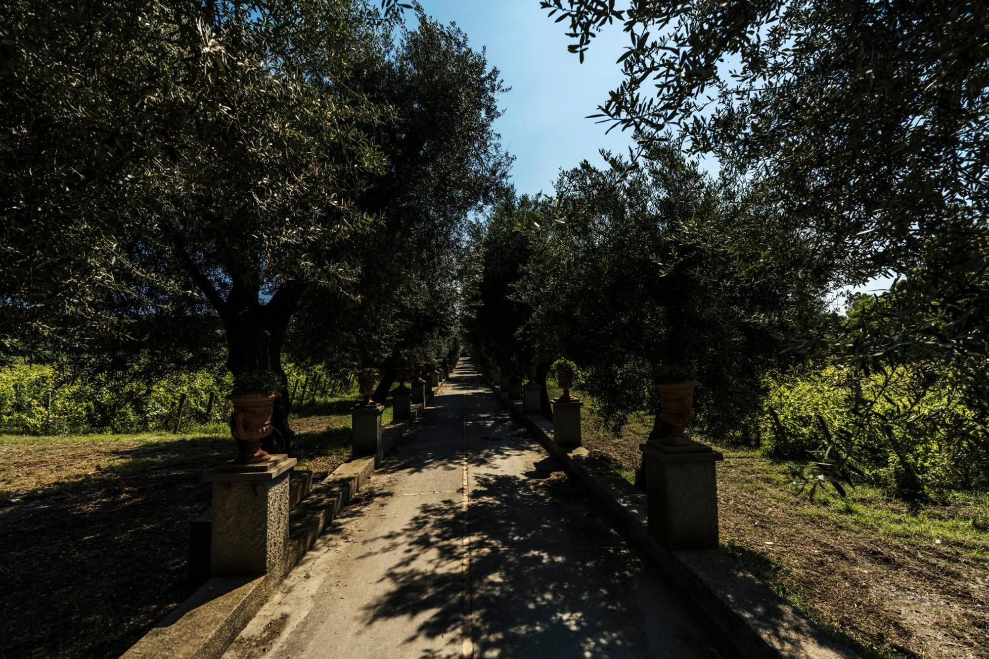 Tenuta Calitto Wine Resort E Spa Иския Екстериор снимка