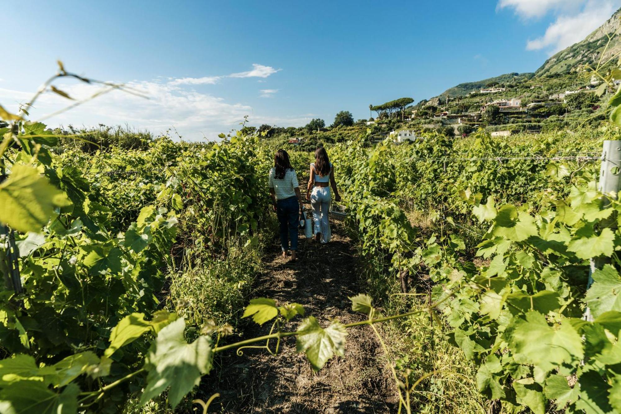 Tenuta Calitto Wine Resort E Spa Иския Екстериор снимка