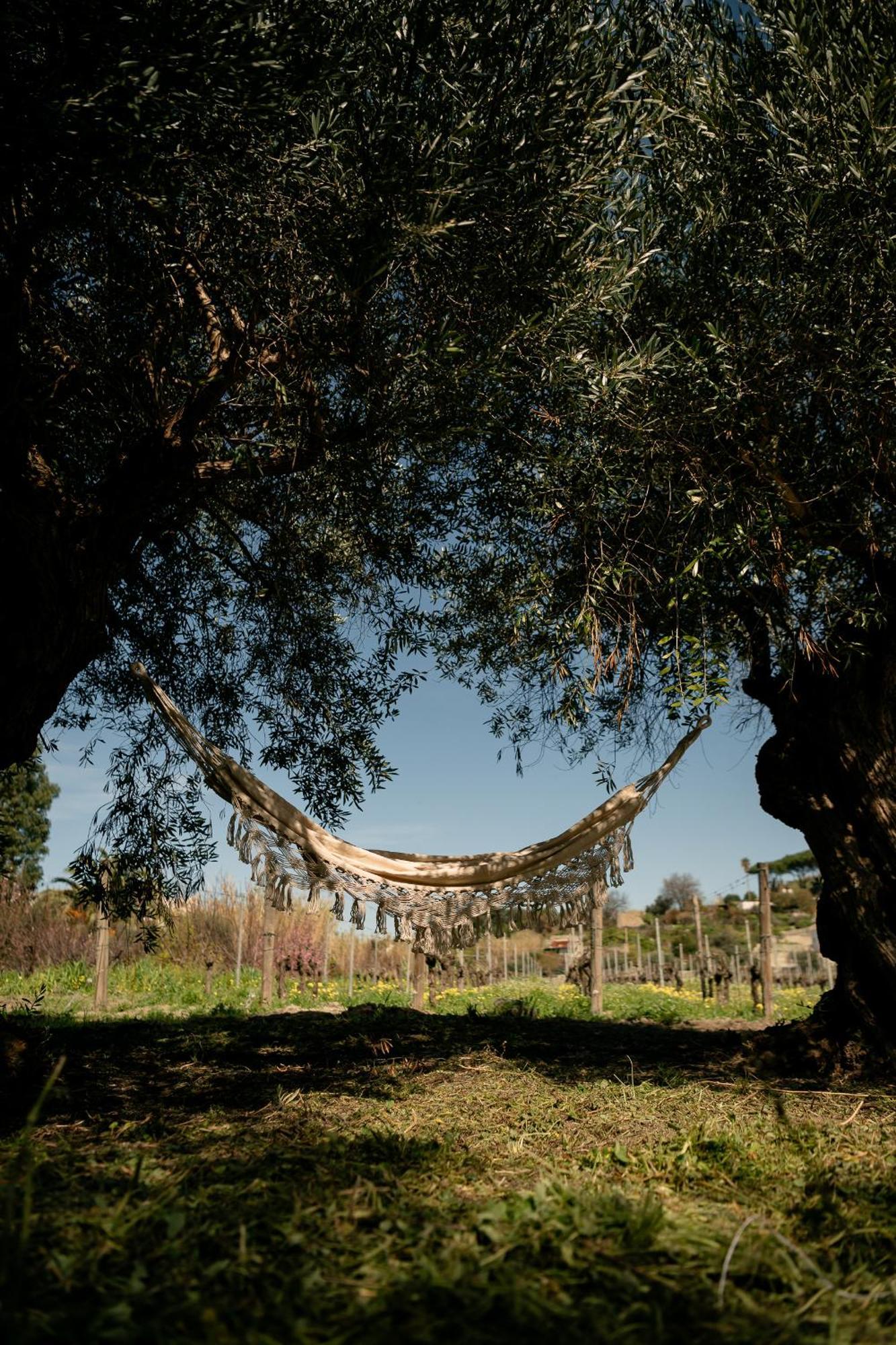 Tenuta Calitto Wine Resort E Spa Иския Екстериор снимка